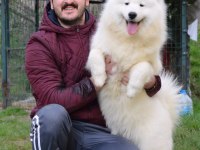 KIF/FCI ŞECERELİ SAMOYED YAVRULAR