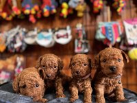 Muhteşem Toy Poodle Bebekler