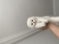 2 buçuk aylık yavru scottish fold kedim badem