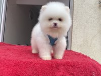 AYI SURAT POMERANİAN BOO YAVRULAR