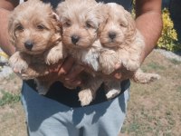 Maltipoo Kalite Yavrular Irk Sağlık Garantili