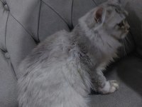 British longhair dişi diye aldık erkek çıktı