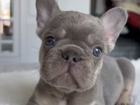 Şecereli Egzotik French Bulldog Yavrular