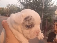 Irk güzeli bulunmayacak muhteşem french bulldog yavrular