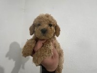 Birinci sınıf Maltipoo bebekler