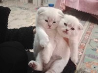 1 dişi ve 1 erkek scottish fold yavrular