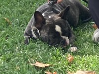 French Bulldog Kızımız