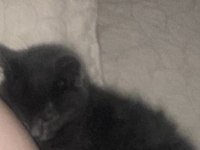 British shorthair 3 aylık kedimiz