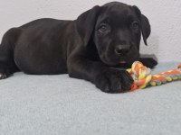 SAGLIK VE SAFKANLIK GARANTILI ŞECERELİ CANE CORSOLAR