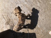 Şecereli Dünya Şampiyonu Torunu Presa Canario KIFxFCI