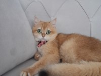 Bri Ny12 black golden shell 2 yaşında dişi