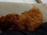 Poodle Her ile gönderim vardır