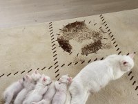 Beyaz renkli gözlü shorthair ve longhair olarak vardır