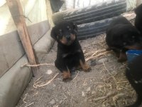 Rottweiler