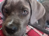 Cane corso blue 3 aylık kimlik çip çıkartıldı