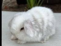 HOLLANDA LOP TAVŞANI