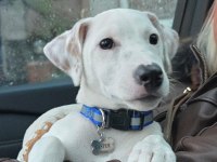 4 Aylık Erkek Jack Russell