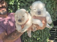 Chow chow bebeklerimiz