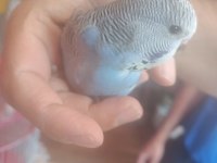 Jumbo muhabbet kuşu yavrular
