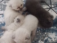 Ücretli melez kedimiz