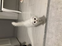 Scottish Fold Kedimiz