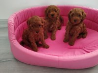 Show Kalite Kore Kanı Mini Poodle Yavrularımız