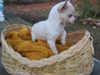 Chihuahua dişi elma kafa küt burun A kalite