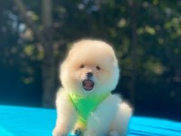 Minik pomeranian köpekler