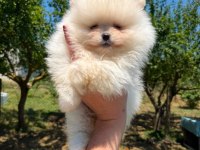 Yavru Pomeranian Boolarımız