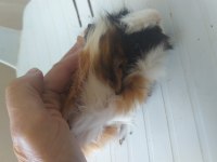 Anne altından kendi guinea pig yavrularım