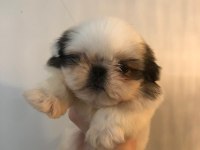Erkek shih tzu pandalar