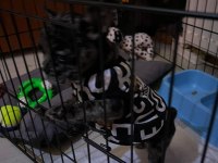 Aşıları tam yavru french bulldog merle