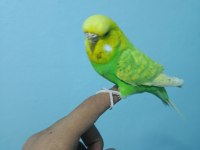 Ele Alışkın Jumbo Muhabbet Kuşu