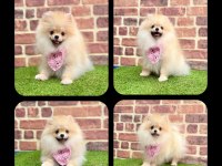 Safkan pomeranian bol yavrular
