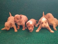 Tatlı maltipoo minikler