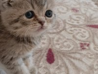 Rezerve Açık Scottish Fold