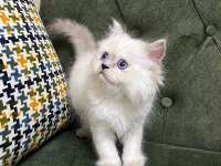 BLUE POİNT 3 YAVRU KEDİMİZ