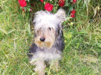 Muhteşem kaliteli yorkshire terrier köpekler