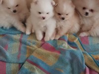 Orjinal anne baba altından 2 aylık pomeranian boo lar