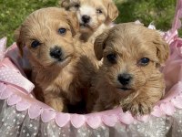Maltipoo yavrularım