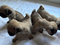 4 adet dişi PUG yavrumuz