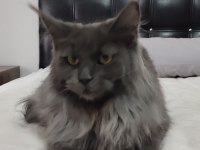 Üretim şeceresine uygun muhteşem güzellikte şecereli MAİNE