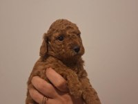 Birbirinden Güzel Toy Poodle Bebeklerimiz
