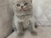 Show kalite sıfır kulak top kafa FAWN renk bebis