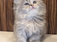 British Longhair Gri Renk Yeni Sütten Kesilme