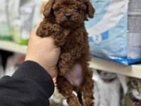 Toy Poodle Kore Kan Yavrular Teacup Sıfır Boy