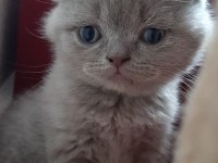 Yavrularım erkek dişi british shorthair