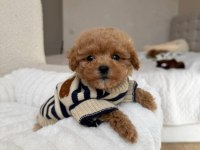 Maltipoo yavrularımız