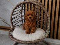 Toypoodle Yavrularımız