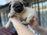 Pug Mops Yavruları